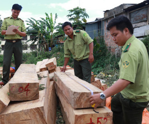 Vụ phá rừng Pơmu: Yêu cầu đình chỉ Chi cục trưởng Chi cục hải quan cửa khẩu Nam Giang