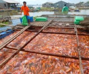 Làm giấy thông hành 1 sản phẩm thuỷ sản: Sếp nhận 5 triệu, “cò” 2 triệu...