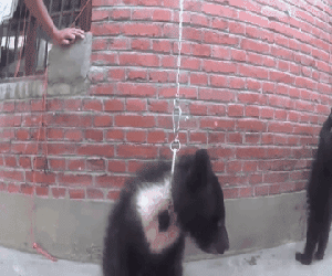Clip tàn khốc, đẫm nước mắt khiến bạn không bao giờ muốn đưa trẻ đi xem xiếc thú nữa