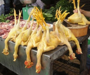 Lò mổ dùng chất vàng ô nhuộm gà bán cho khách