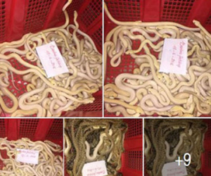 Thú chơi “siêu” dị, “siêu” nguy hiểm: Nuôi rắn trong nhà