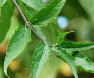 Cây bìm bịp - Bỗng chốc nổi tiếng nhờ tác dụng chữa ung thư?