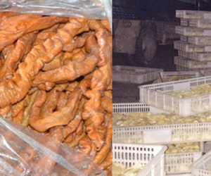Ngăn chặn gần 2 vạn gà giống nhập lậu, 2 tấn lòng thối "đổ bộ" vào chợ dân sinh