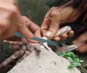 11 năm truy tìm kẻ giết người bằng cựa gà