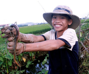 Nghề bắt lươn đồng ở xứ Nghệ