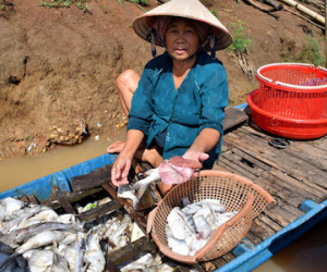 Xác định nguyên nhân cá chết ở thượng nguồn sông Sài Gòn