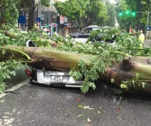 Hà Nội có gió giật cấp 8-9, mưa rất to, cây đổ nhiều nơi