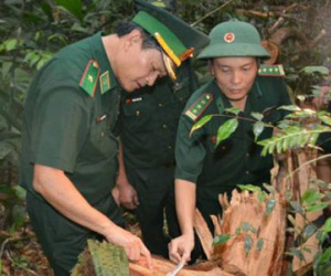 Trùm đường dây phá rừng pơ mu là kẻ kín tiếng