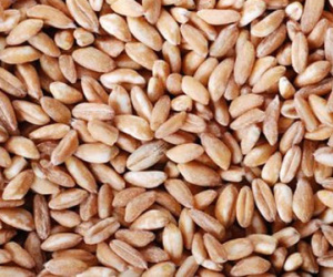 Tịch thu hơn 800 tấn lúa mì nhập lậu từ tàu Panama