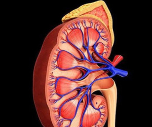 6 dấu hiệu nhận biết thận đang có vấn đề
