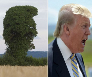 Cây lạ có hình dạng giống hệt tỷ phú Trump đang gào hét