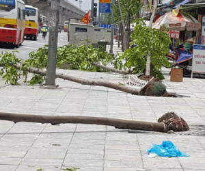Hàng trăm cây xanh đổ ở Hà Nội do chăm sóc chưa đúng kỹ thuật?