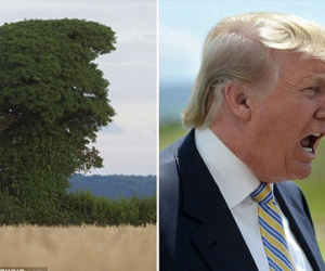 Kỳ lạ cây mọc tự nhiên giống hệt Donald Trump