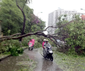 Sở Xây dựng Hà Nội lên tiếng về việc gần 3.000 cây xanh gãy đổ trong bão