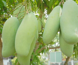 Dân miền Tây đua nhau trồng giống xoài Đài Loan