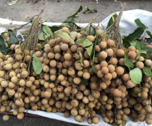 Chê nhãn lai nhạt miệng, dân sành Hà Nội mê nhãn quê