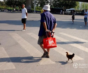 Chú gà coi cụ ông như... mẹ, quấn quýt suốt ngày