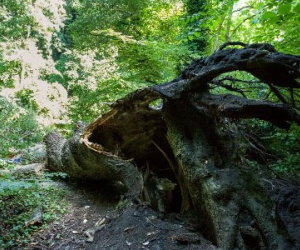 Du khách chết vì bị cây đổ vào người khi đang ngủ