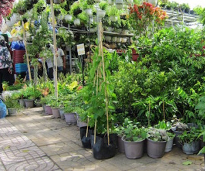 Lo rau bẩn, người Sài Gòn đổ xô đi mua rau trồng trong chậu