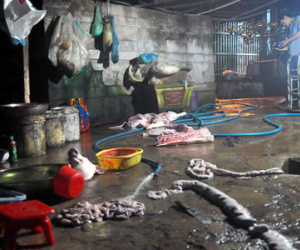 Phó GĐ Sở đi bắt quả tang 3 điểm mổ heo lậu
