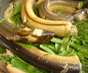 Ăn thịt lươn không đúng cách rất dễ nhiễm ký sinh trùng