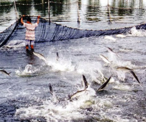 Viện kiểm sát vào cuộc vụ cấp "khống" hơn 800 giấy lưu hành thuỷ sản