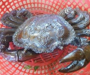 Sự thật giật mình chuyện biến cua đồng thành cua thần