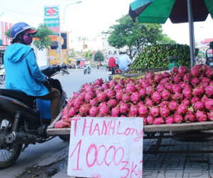 Thanh long đổ đống lề đường Sài Gòn giá 200 đồng/kg tại vườn