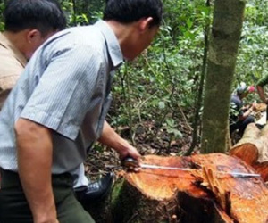 Lâm tặc xịt hơi cay kiểm lâm khi bị bắt quả tang phá rừng