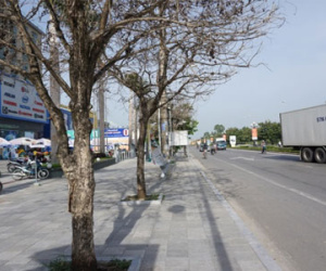 Nhiều cây xanh ở phố lớn Thanh Hóa chết khô, nghi bị đầu độc