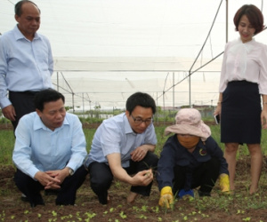 Phó Thủ tướng: "Chuyện 1 luống rau để ăn, 1 luống để bán đã ít đi"
