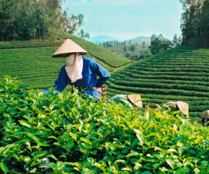 Xuất khẩu chè thuộc Top 5 thế giới nhưng giá "hạng bét" là do đâu?