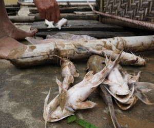 Hàng chục tấn cá chết bất thường trên sông Mã