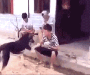 Phân tích bức ảnh GIF gây tranh cãi nhất thế giới