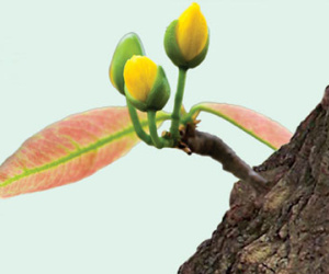 Tản mạn chuyện… bỗng trỗi dậy, bừng bừng