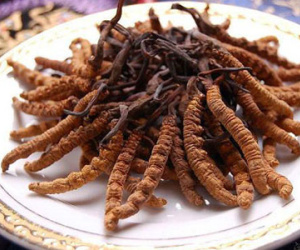 Đông trùng hạ thảo 1,6 tỷ/kg: Đại gia uống thay trà hàng ngày