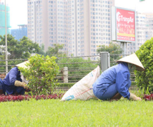 Hà Nội có hơn 400 mức giá duy trì cây xanh thảm cỏ