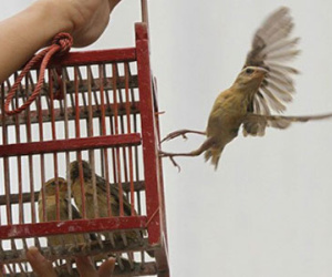 Phóng sinh sai cách, tội chồng thêm tội
