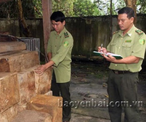 "Phá rừng tại Yên Bái rất tinh vi và phức tạp"
