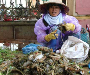 Sợ mất trắng vì bão Dianmu, nông dân bán tháo hải sản
