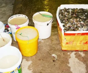 Bắt quả tang tôm bơm tạp chất tại một công ty chế biến thủy sản