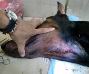 Chó Doberman bị đâm thủng cổ có dấu hiệu nhiễm trùng sau nhát dao chí mạng