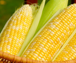 Kiểm tra cơ thể thiếu hay đủ chất xơ bằng hạt ngô