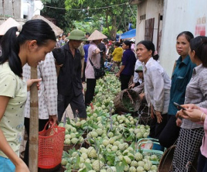 Na Lạng Sơn hạ giá, người trồng vẫn có lãi