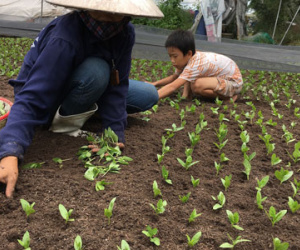 Cay đắng phận trồng rau