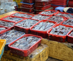 Chuyên gia nước ngoài khuyến cáo chưa nên ăn cá biển ở miền Trung
