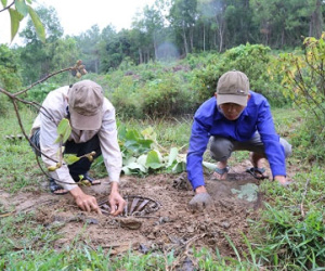 Thêm 5 ngày để thợ săn bắt 6 trâu hoang
