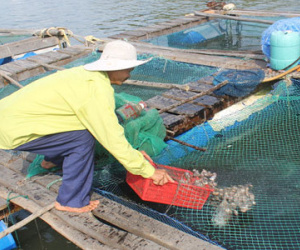 Tháng 9 mới công bố cá biển "Formosa" có ăn được hay chưa