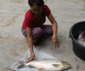 Nghệ An: Cá nuôi bỗng chết hàng loạt trên dòng Nậm Nơn