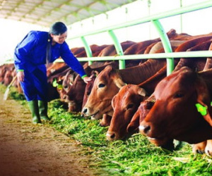 Tại sao Hoàng Anh Gia Lai lỗ hàng nghìn tỷ đồng ?